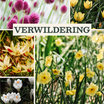 Bloembollenpakket Verwildering met verschillende kleurrijke bloembollen voor een bloeiende tuin.