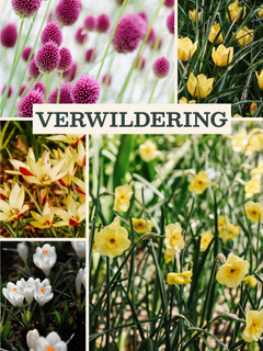 Bloembollenpakket Verwildering met verschillende kleurrijke bloembollen voor een bloeiende tuin.