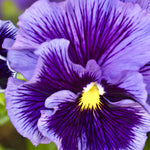 Viola wittrockiana 'frizzle sizzle blue'-Angelo