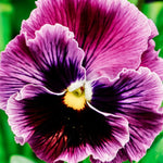 Viola wittrockiana 'frizzle sizzle raspberry'-Angelo