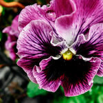 Viola wittrockiana 'frizzle sizzle raspberry'-Angelo