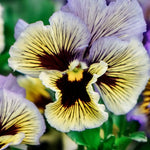 Viola wittrockiana 'frizzle sizzle yellow/blue swirl'-Angelo
