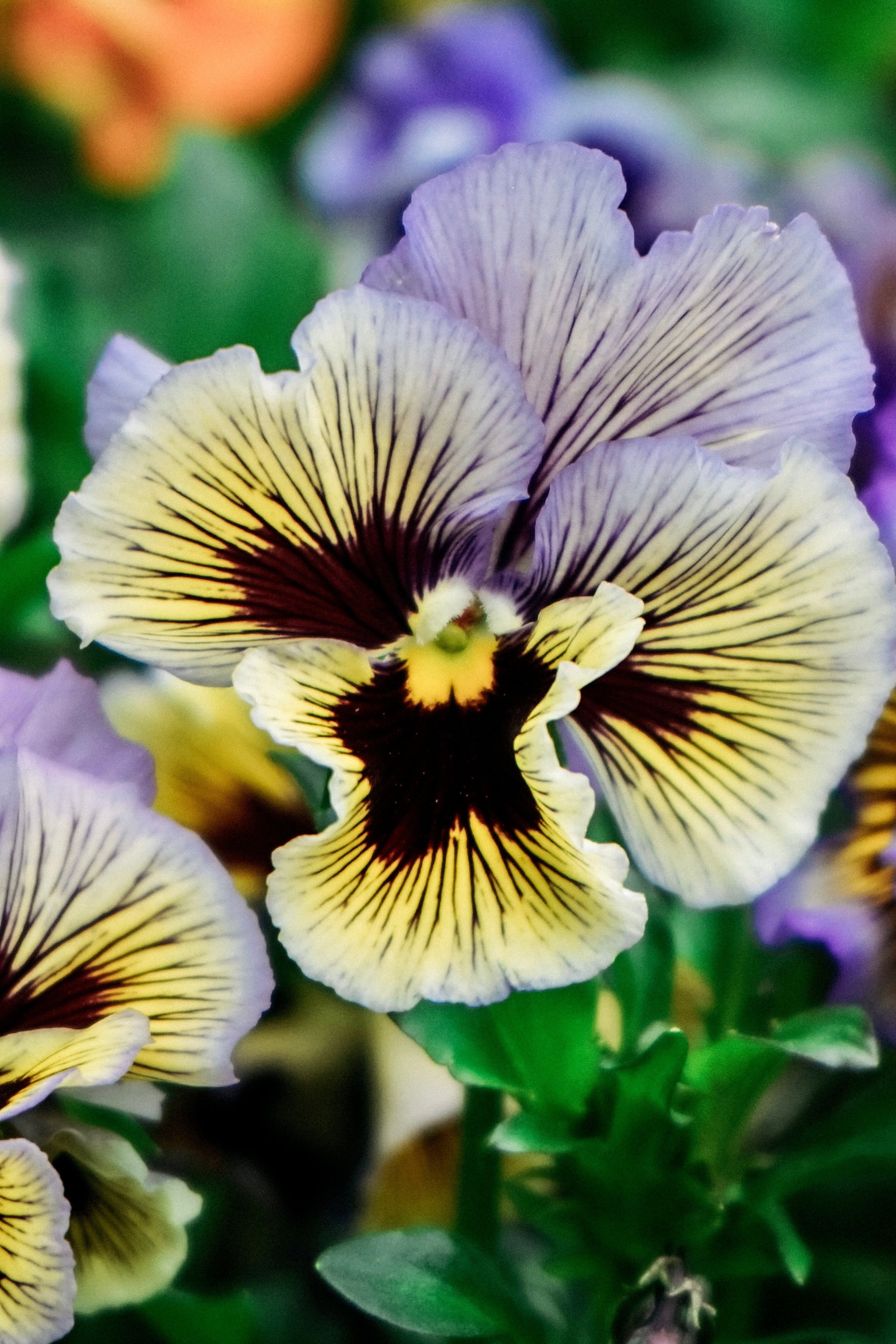 Viola wittrockiana &