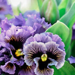 Viola wittrockiana 'frizzle sizzle yellow/blue swirl'-Angelo