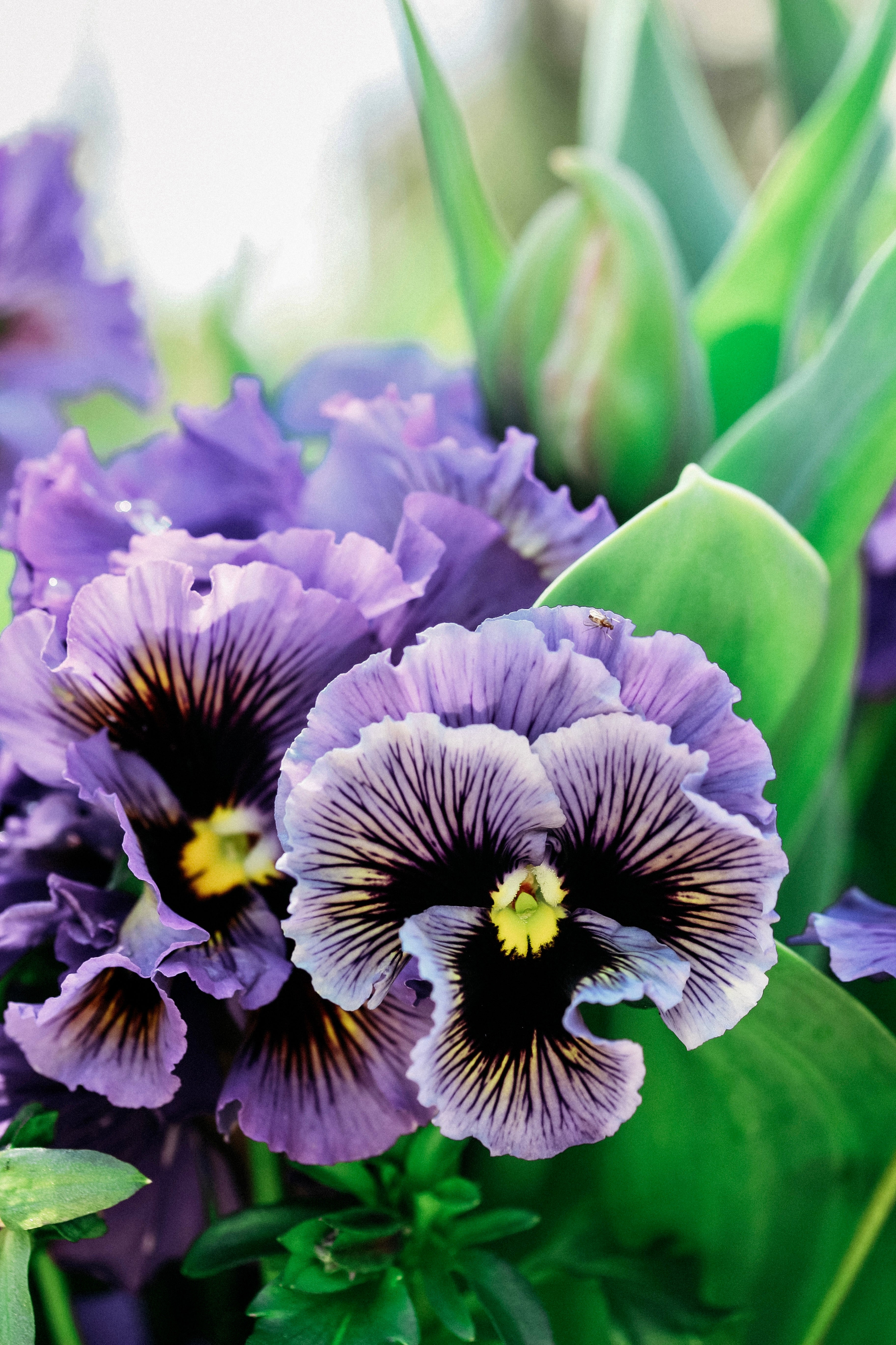 Viola wittrockiana &