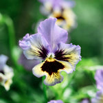 Viola wittrockiana 'frizzle sizzle yellow/blue swirl'-Angelo