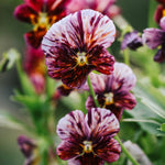 Viola cornuta 'Brush Strokes'-Angelo