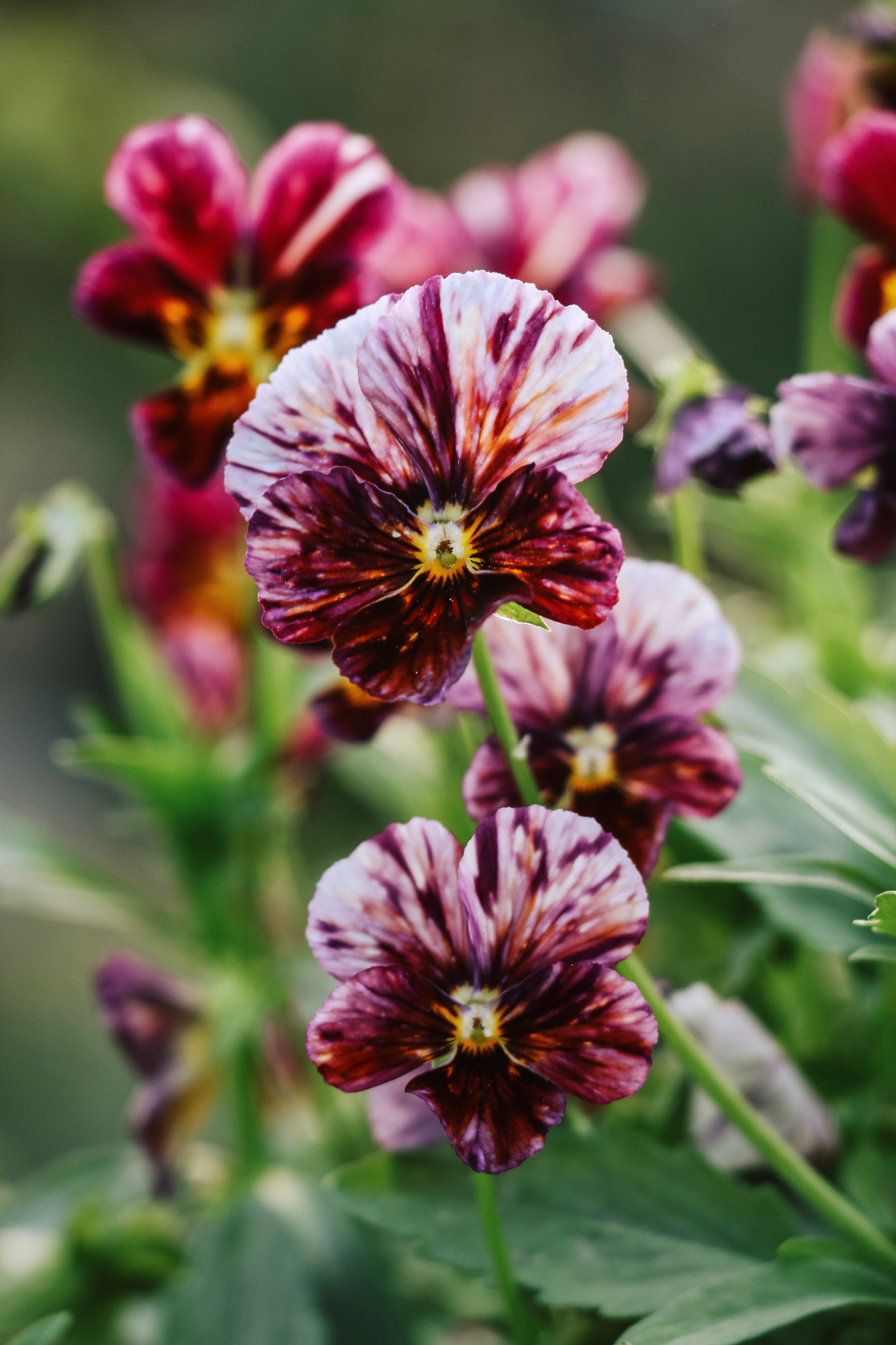 Viola cornuta &