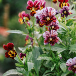 Viola cornuta 'Brush Strokes'-Angelo