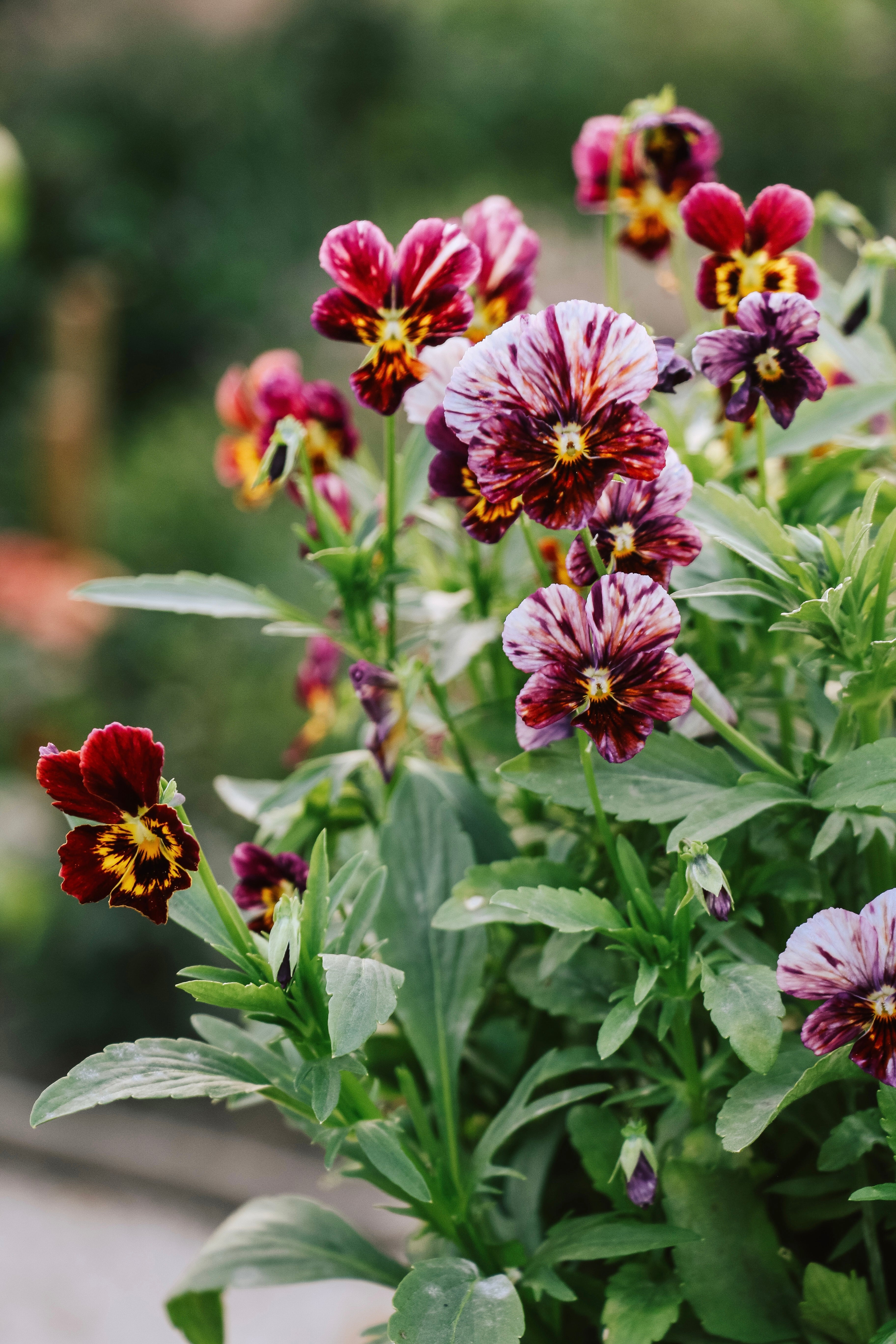 Viola cornuta &