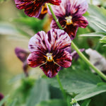 Viola cornuta 'Brush Strokes'-Angelo