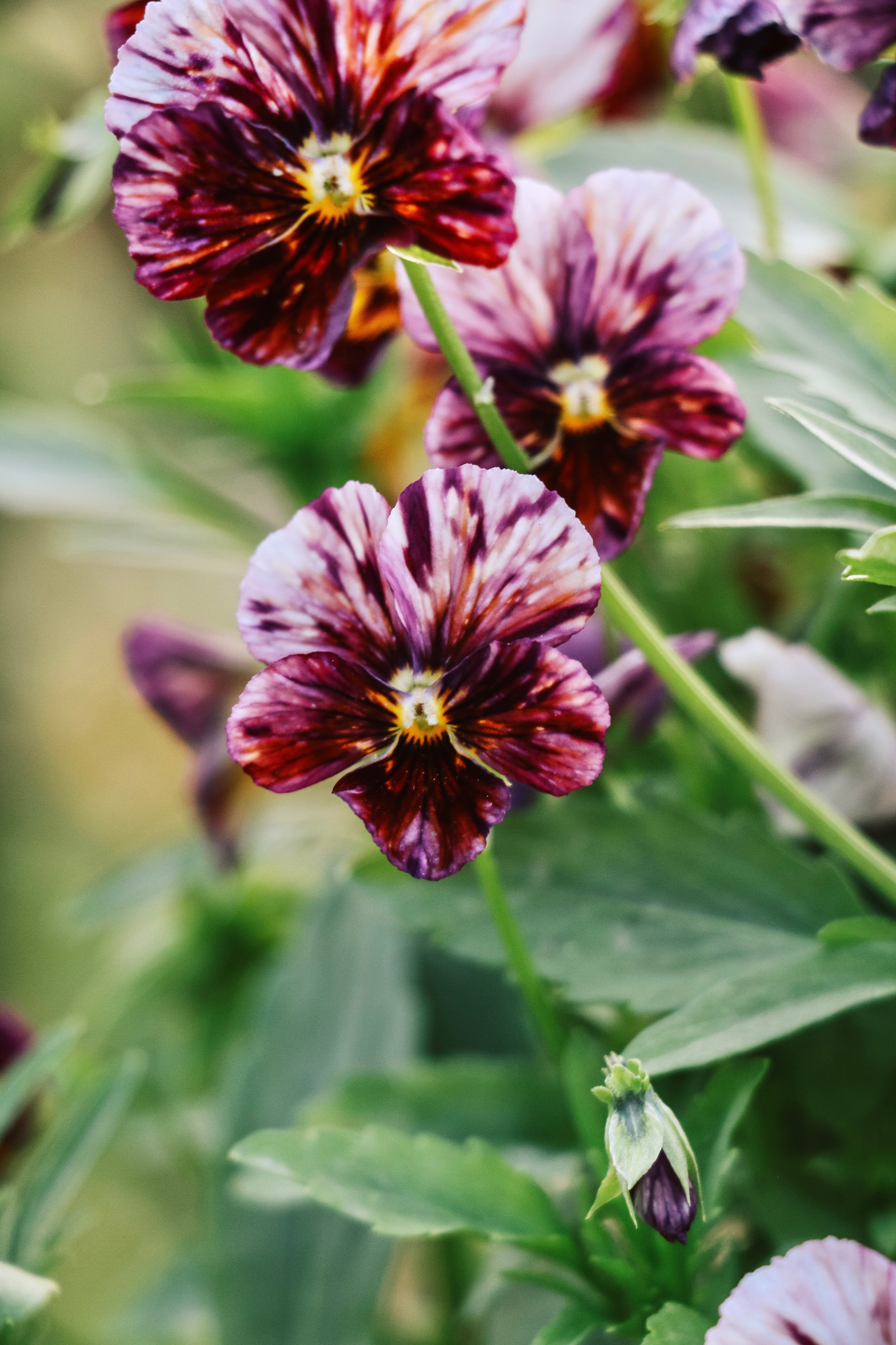 Viola cornuta &