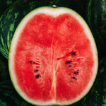 Watermeloen 'Sugar Baby'-Angelo