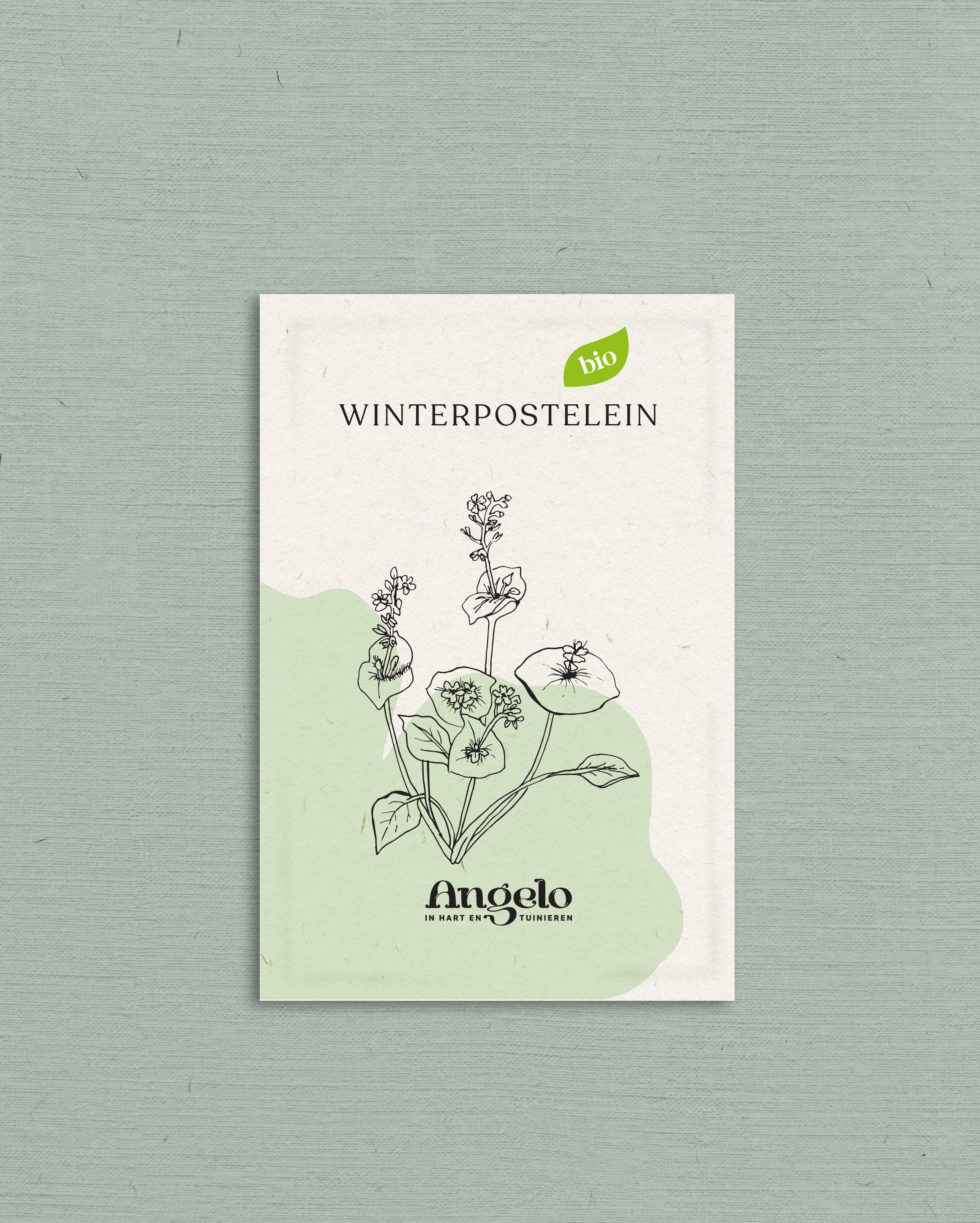 Winterpostelein-Angelo
