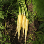 Wortel 'Yellowstone'-Angelo