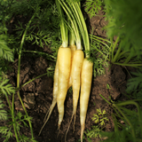 Wortel 'Yellowstone'-Angelo