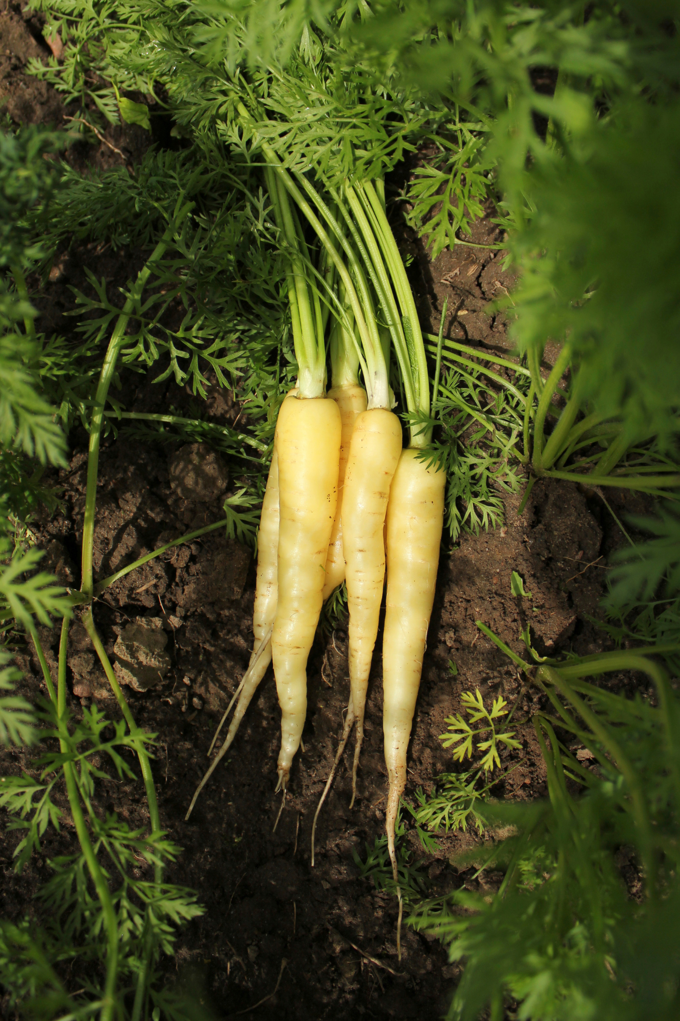 Wortel 'Yellowstone'-Angelo