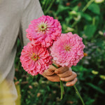 Zinnia elegans 'Benary Giant Bright Pink'-Angelo