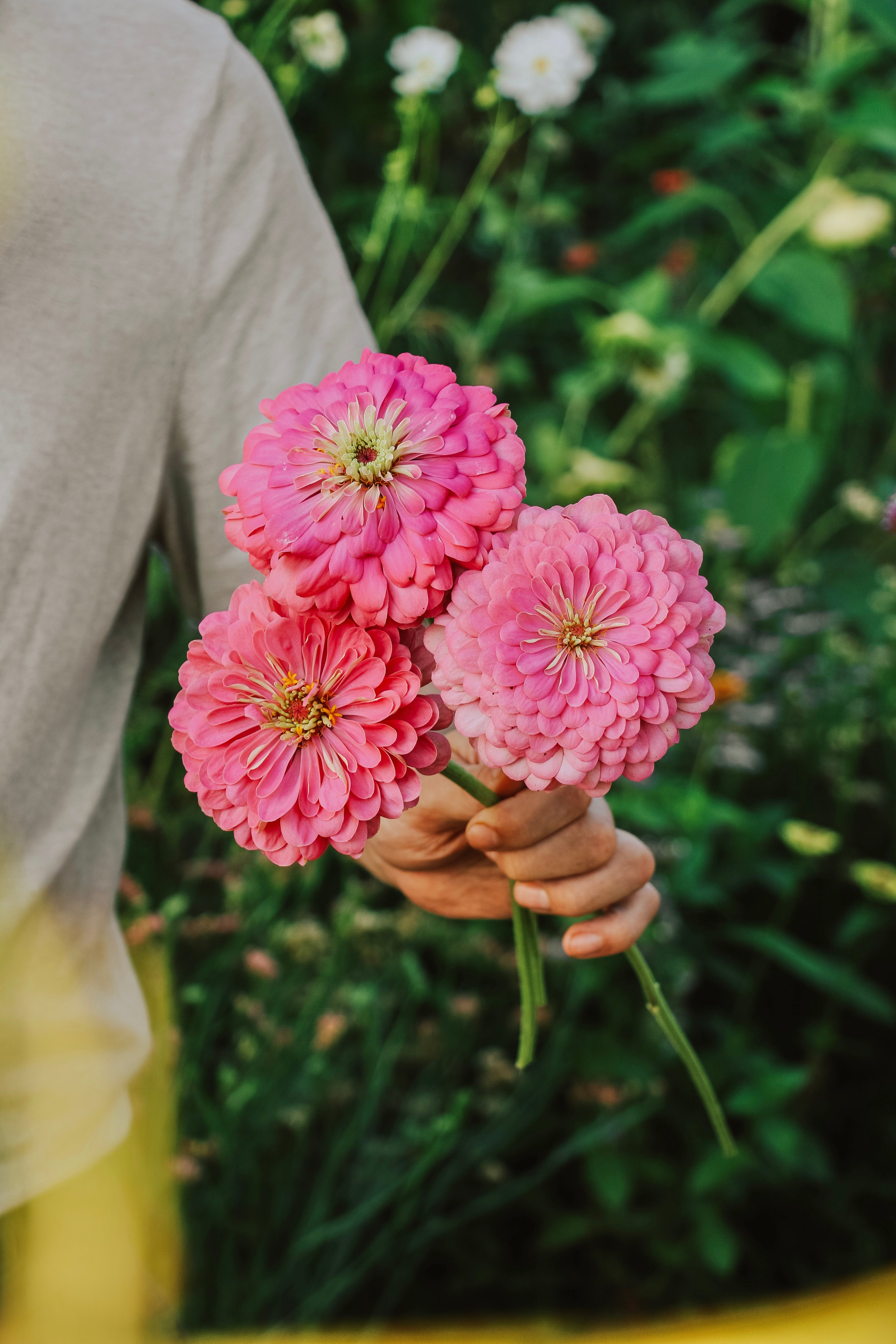 Zinnia elegans 'Benary Giant Bright Pink'-Angelo