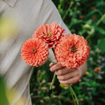Zinnia elegans 'Benary Giant Salmon Rose'-Angelo