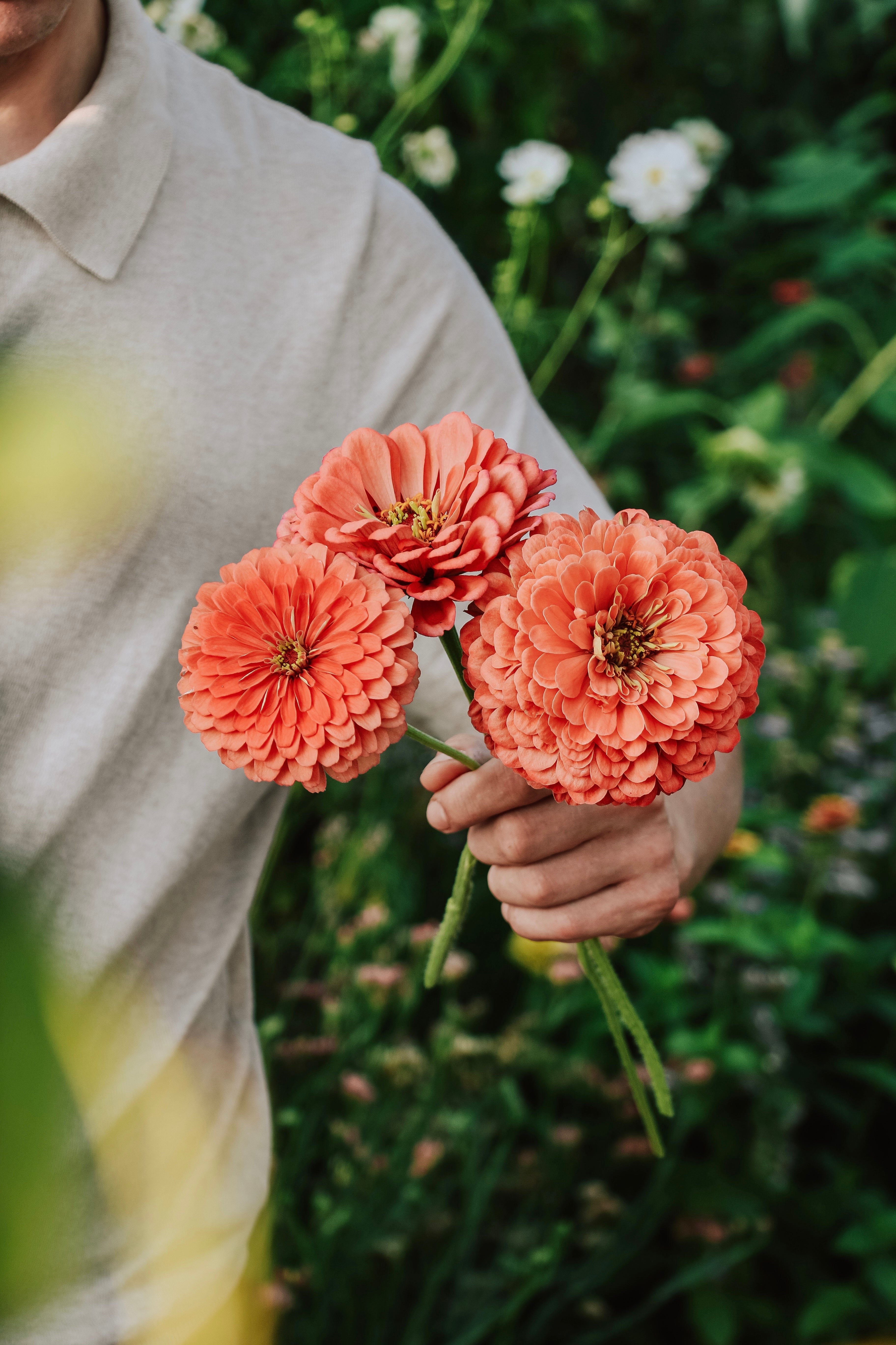 Zinnia elegans 'Benary Giant Salmon Rose'-Angelo