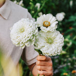 Zinnia elegans 'Benary Giant White'-Angelo