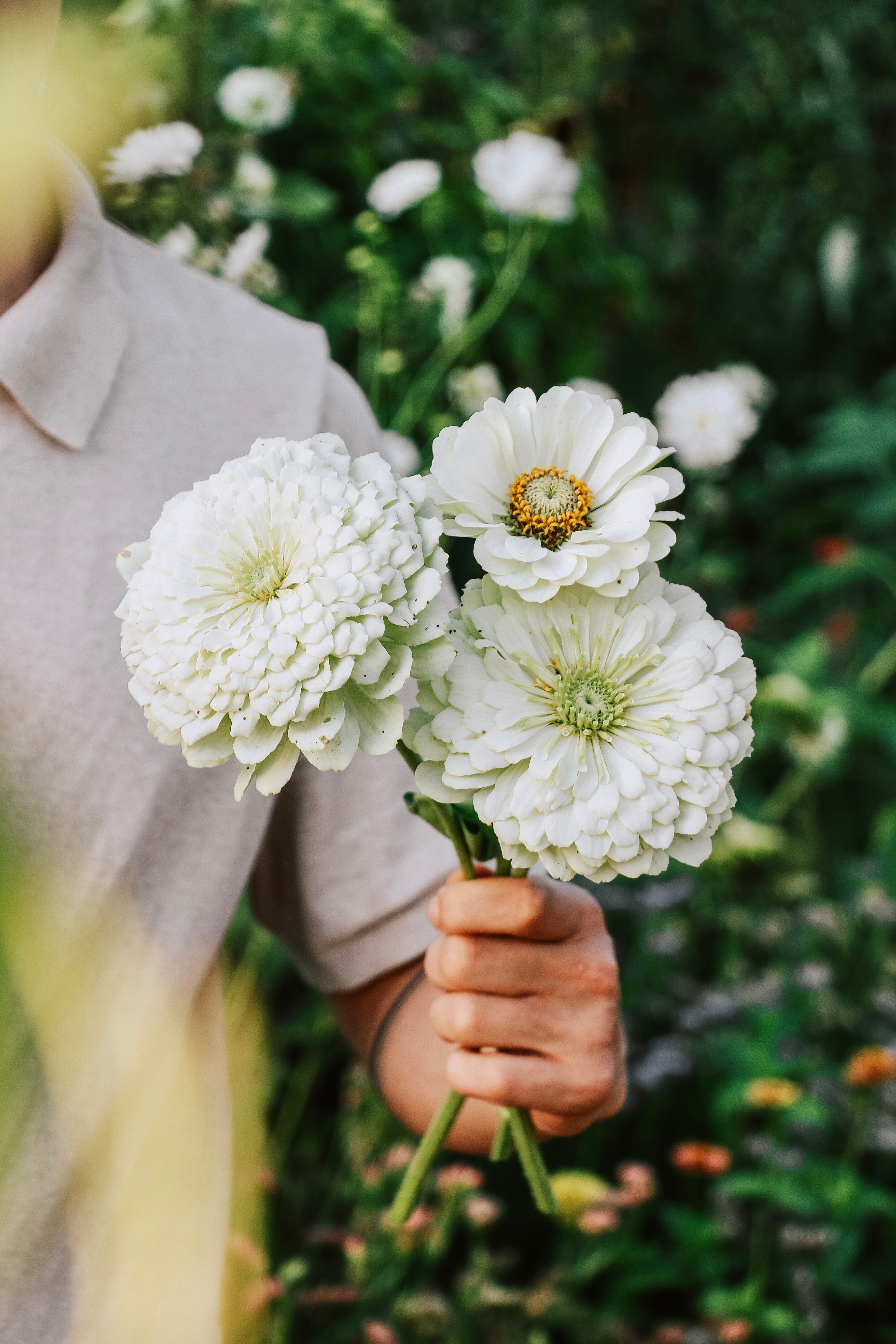 Zinnia elegans 'Benary Giant White'-Angelo