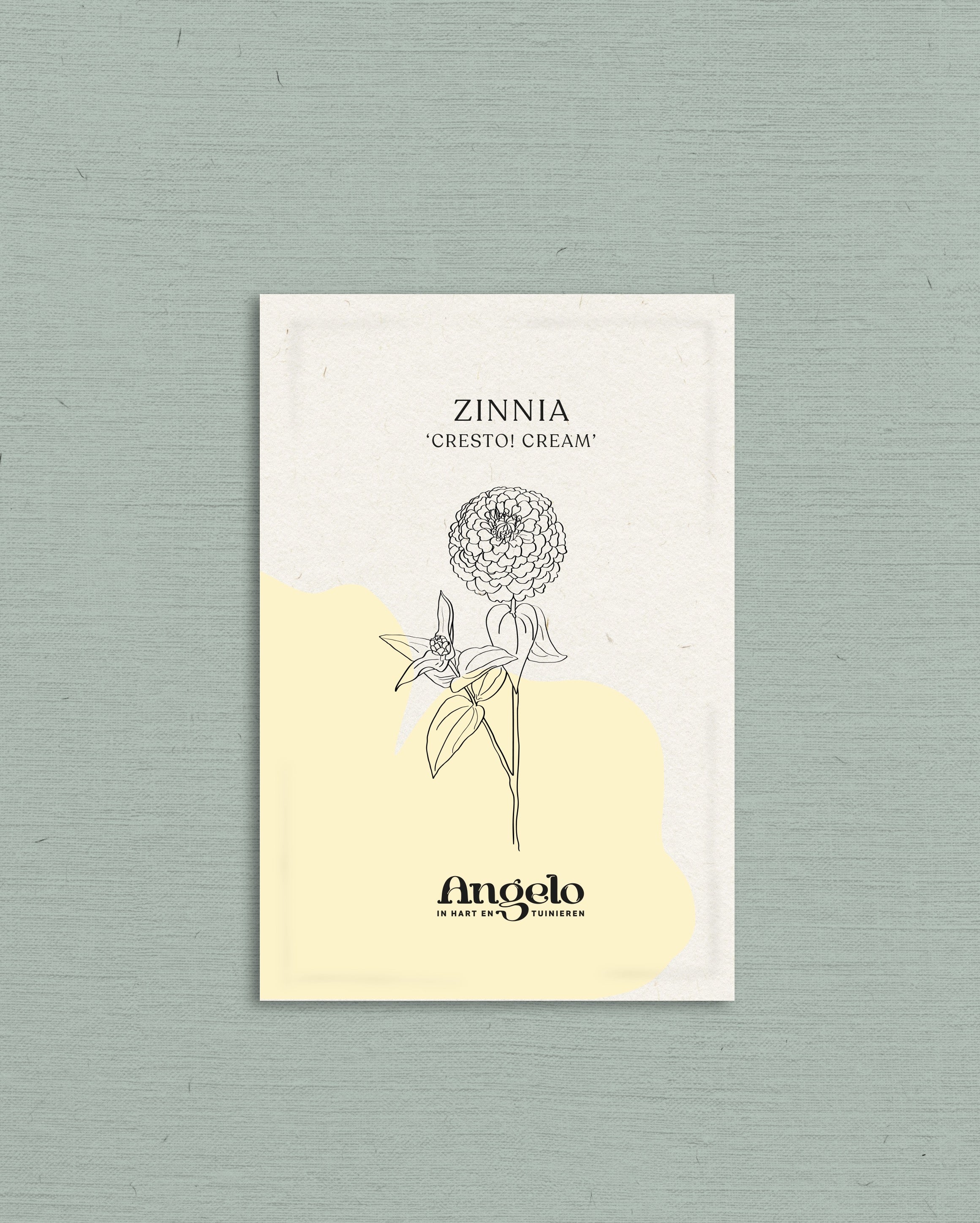 Zinnia elegans &