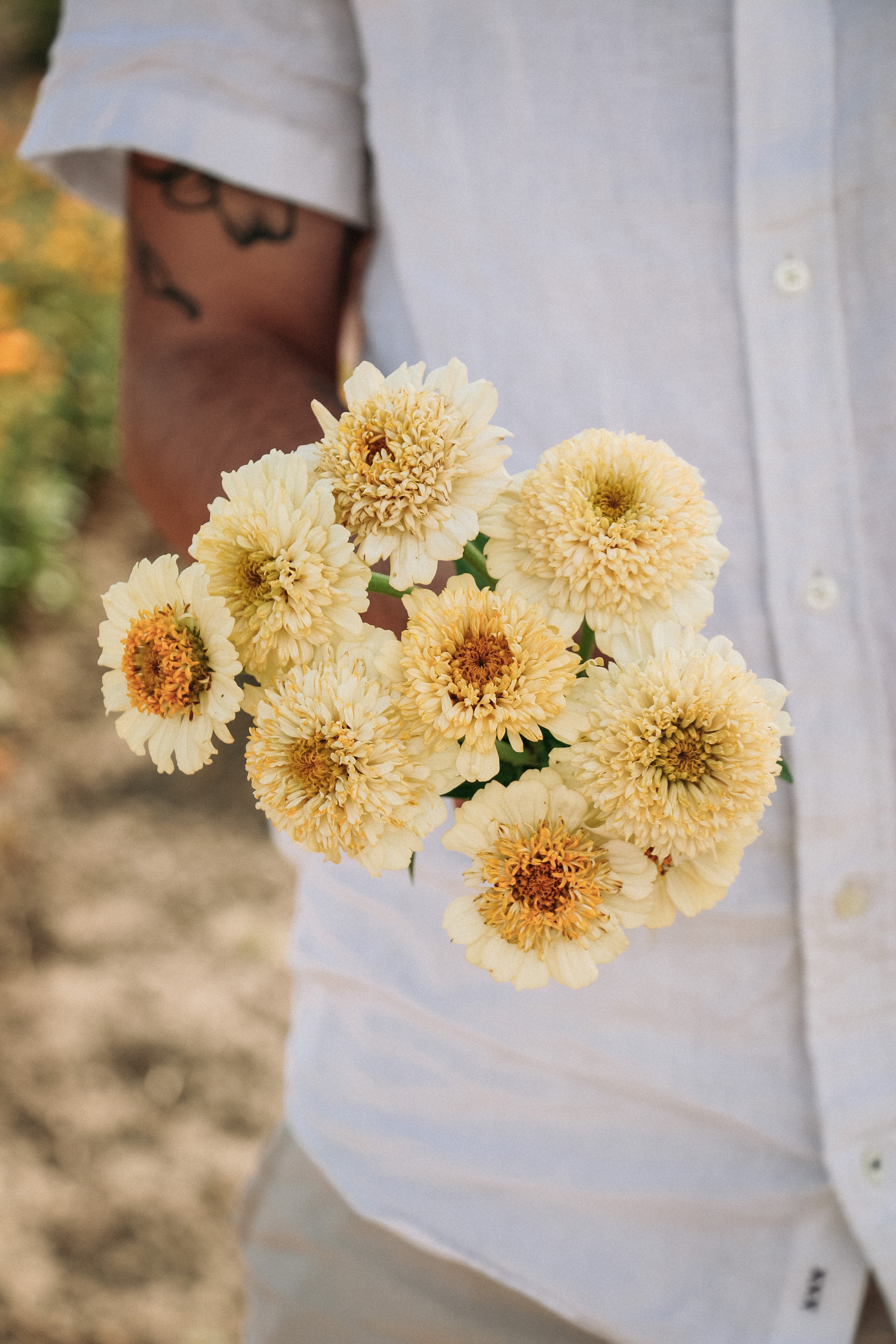 Zinnia elegans &
