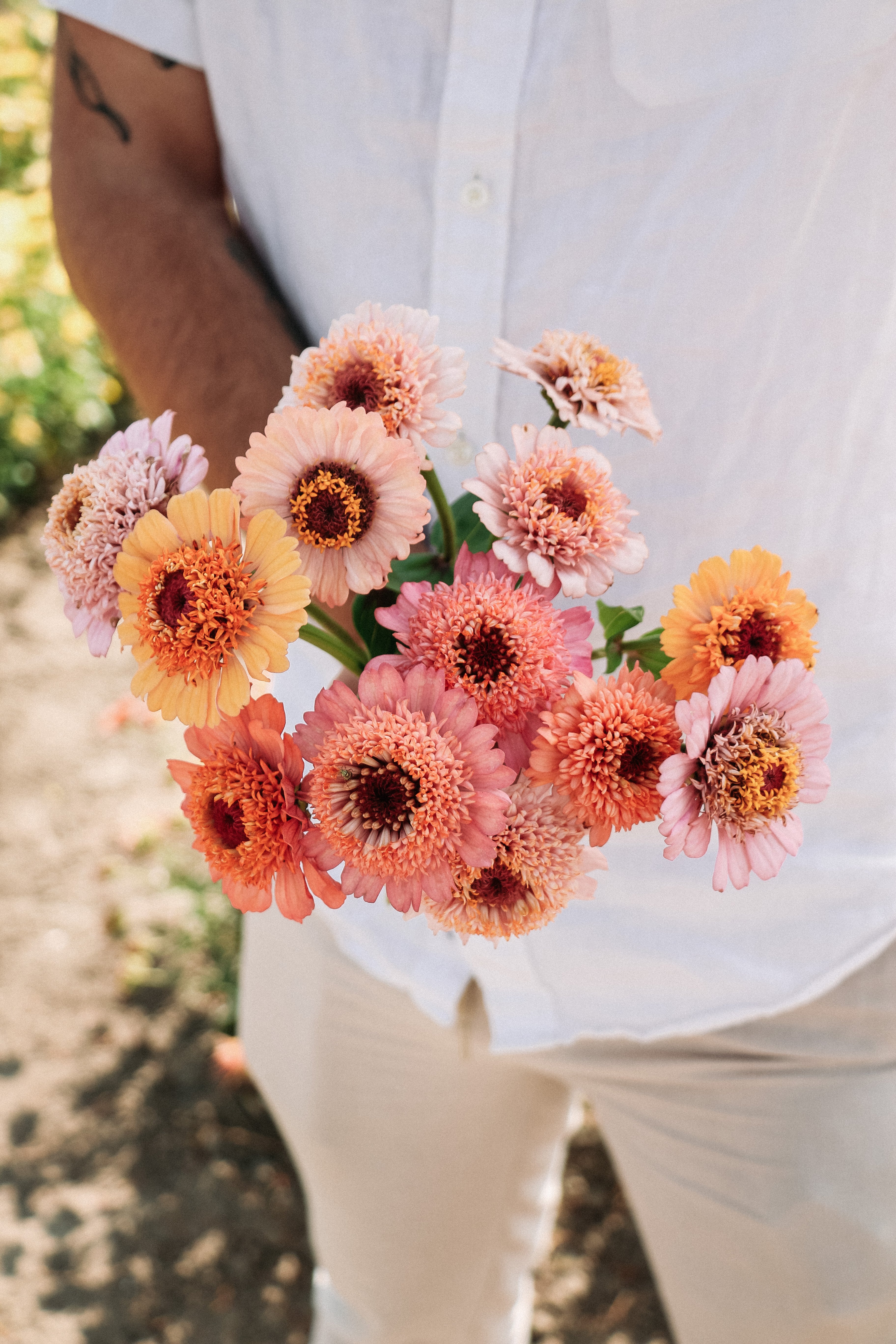 Zinnia elegans &