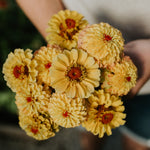 Zinnia elegans 'Lemon Peach'-Angelo