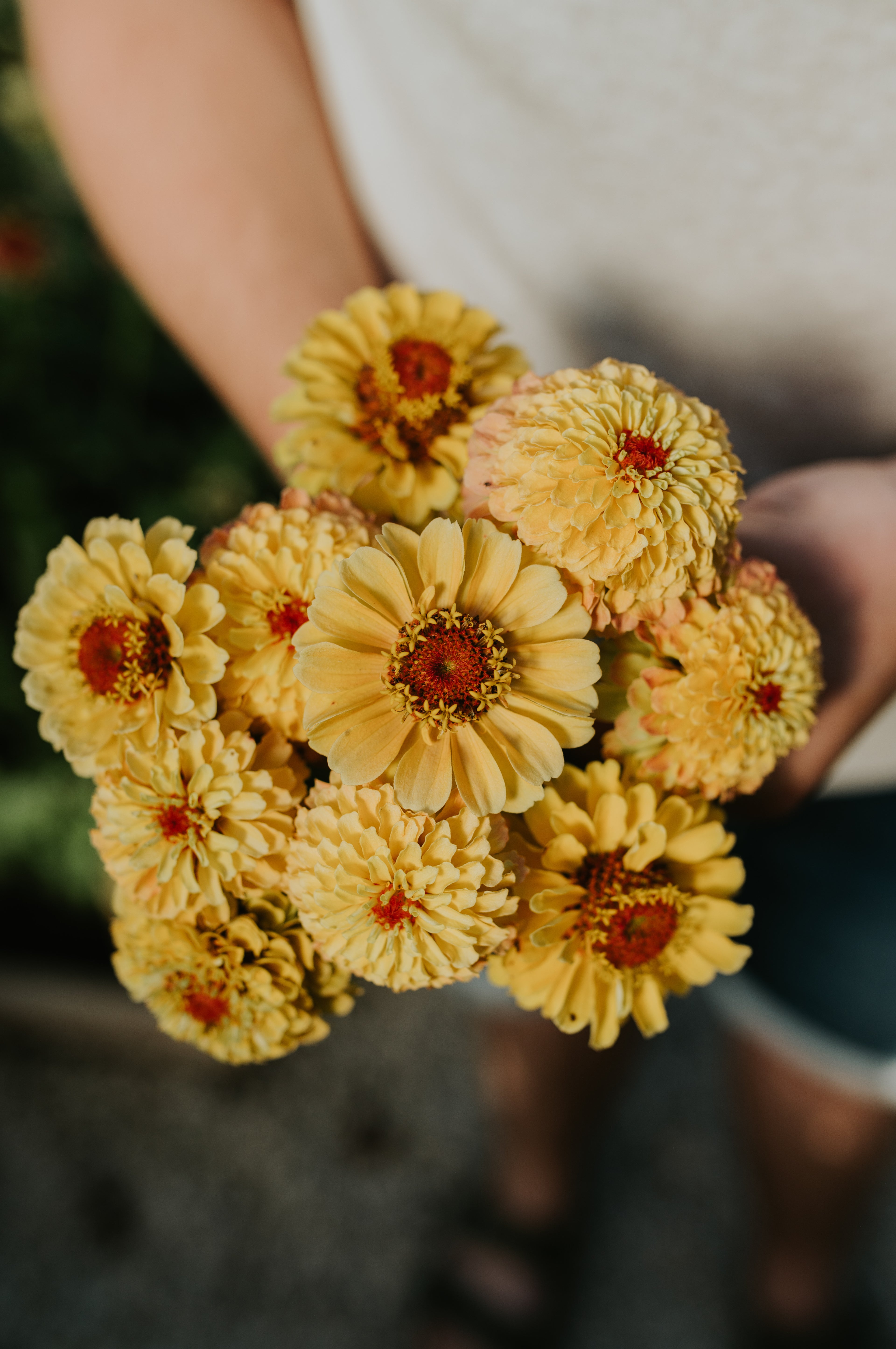 Zinnia elegans &