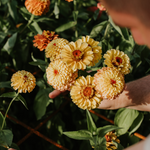 Zinnia elegans 'Lemon Peach'-Angelo