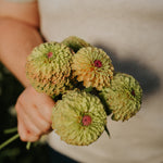 Zinnia elegans 'Lime with Blotch'-Angelo