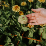 Zinnia elegans 'Lime with Blotch'-Angelo