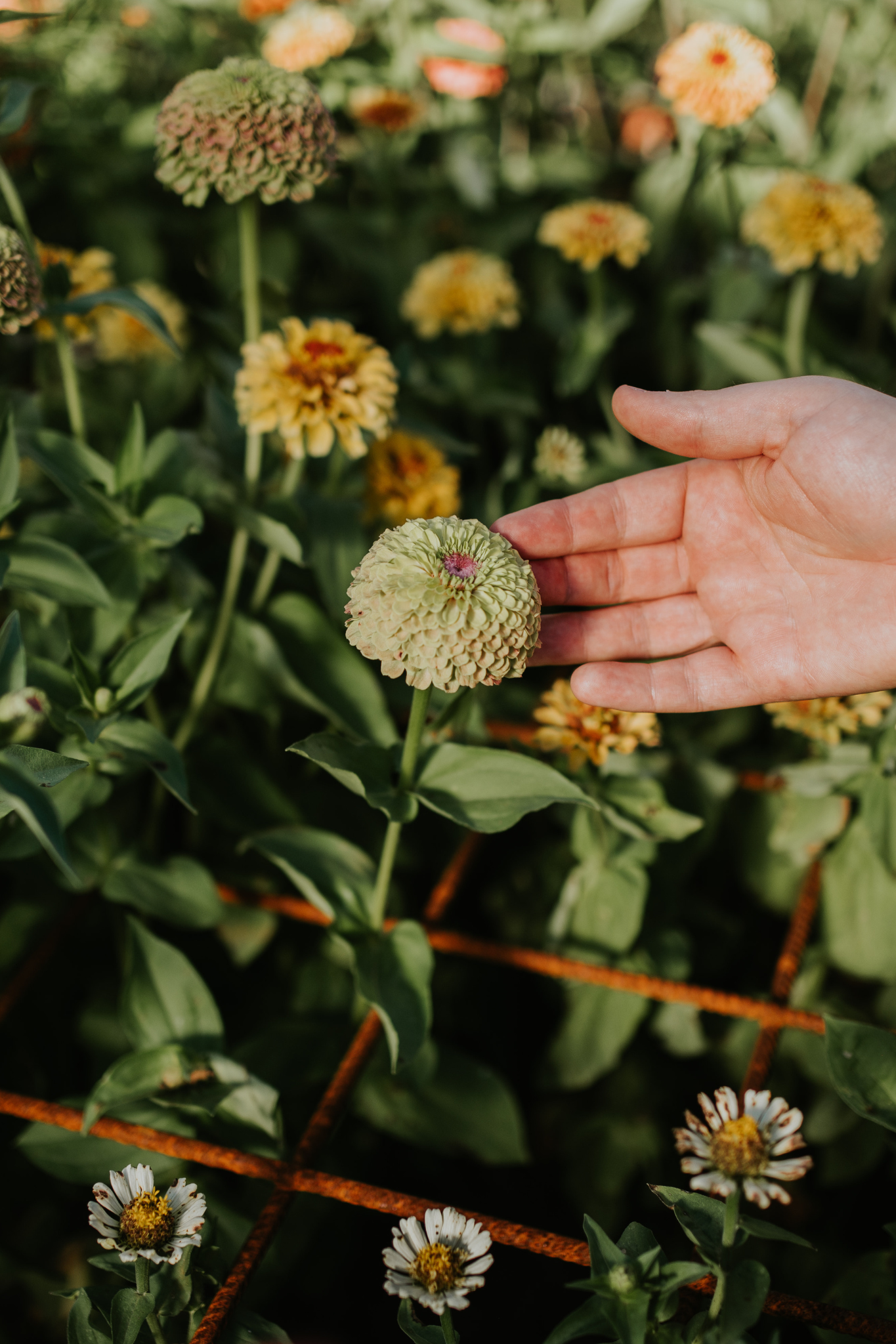 Zinnia elegans &