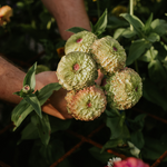 Zinnia elegans 'Lime with Blotch'-Angelo