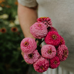 Zinnia elegans 'Oklahoma Pink'-Angelo