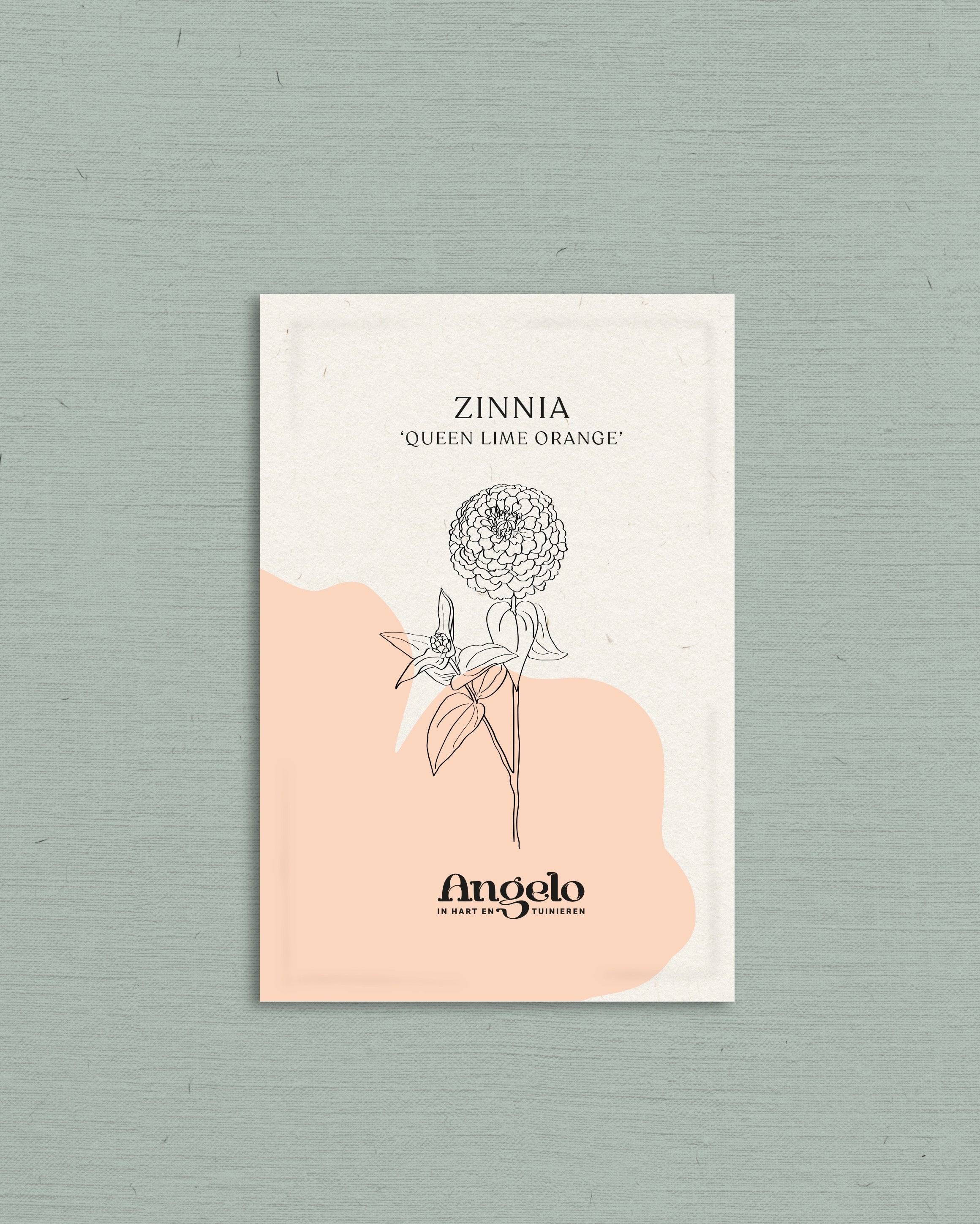 Zinnia elegans &