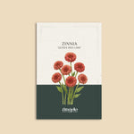 Zinnia Elegans 'queen red lime'-Angelo