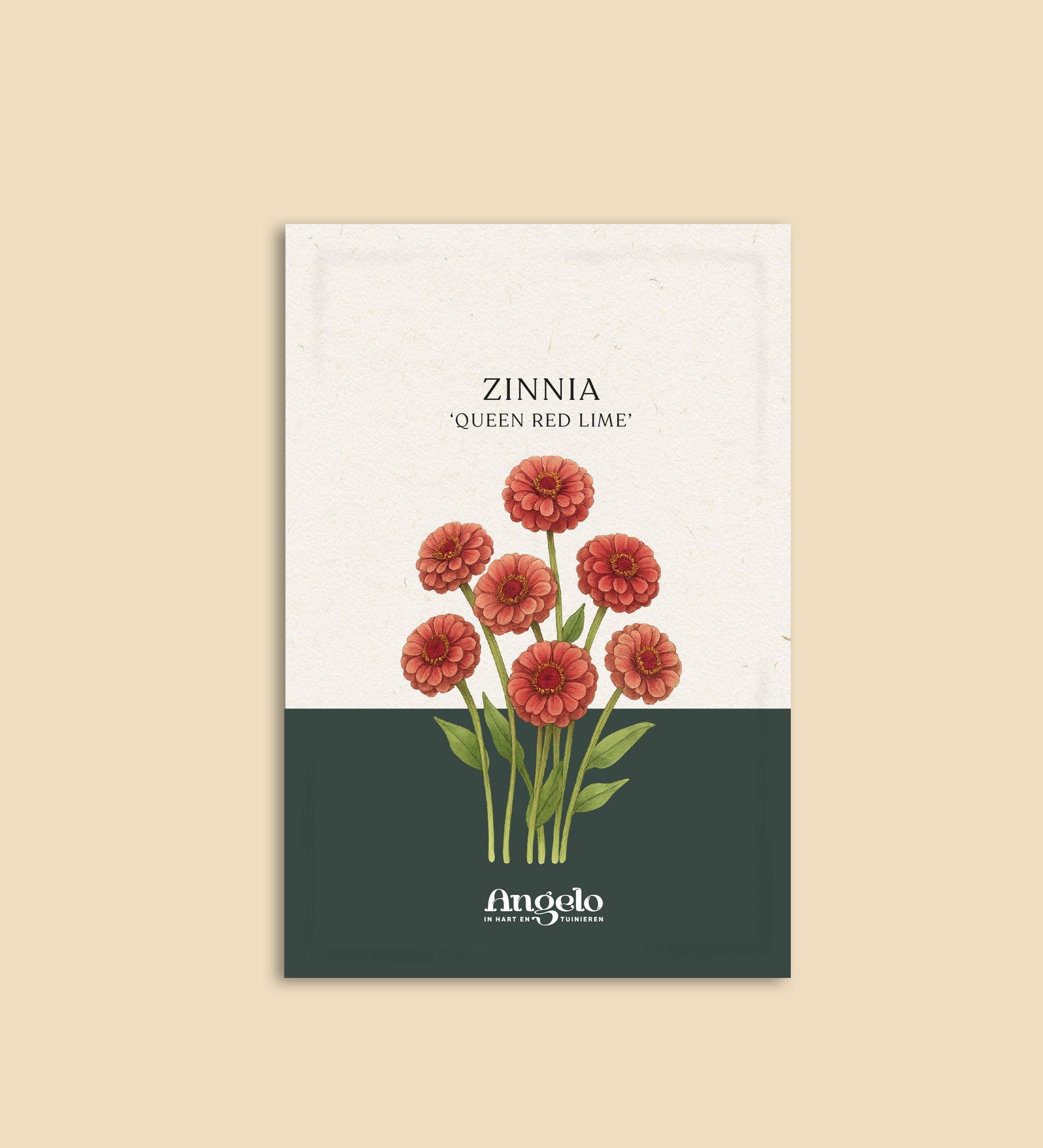 Zinnia Elegans 'queen red lime'-Angelo