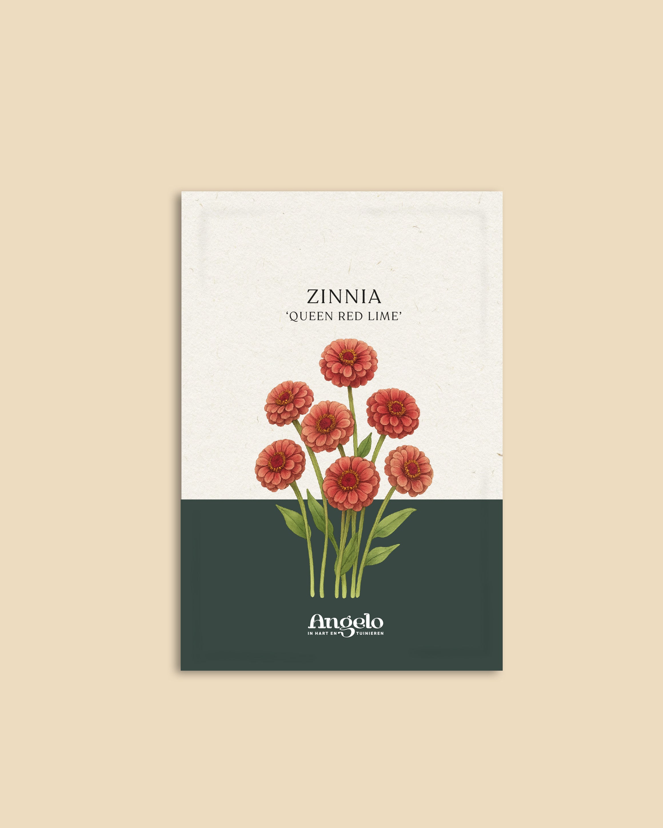 Zinnia Elegans 'queen red lime'-Angelo
