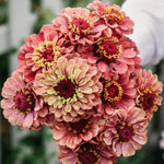 Zinnia Elegans 'queen red lime'-Angelo