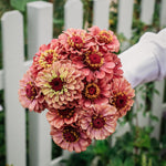Zinnia Elegans 'queen red lime'-Angelo