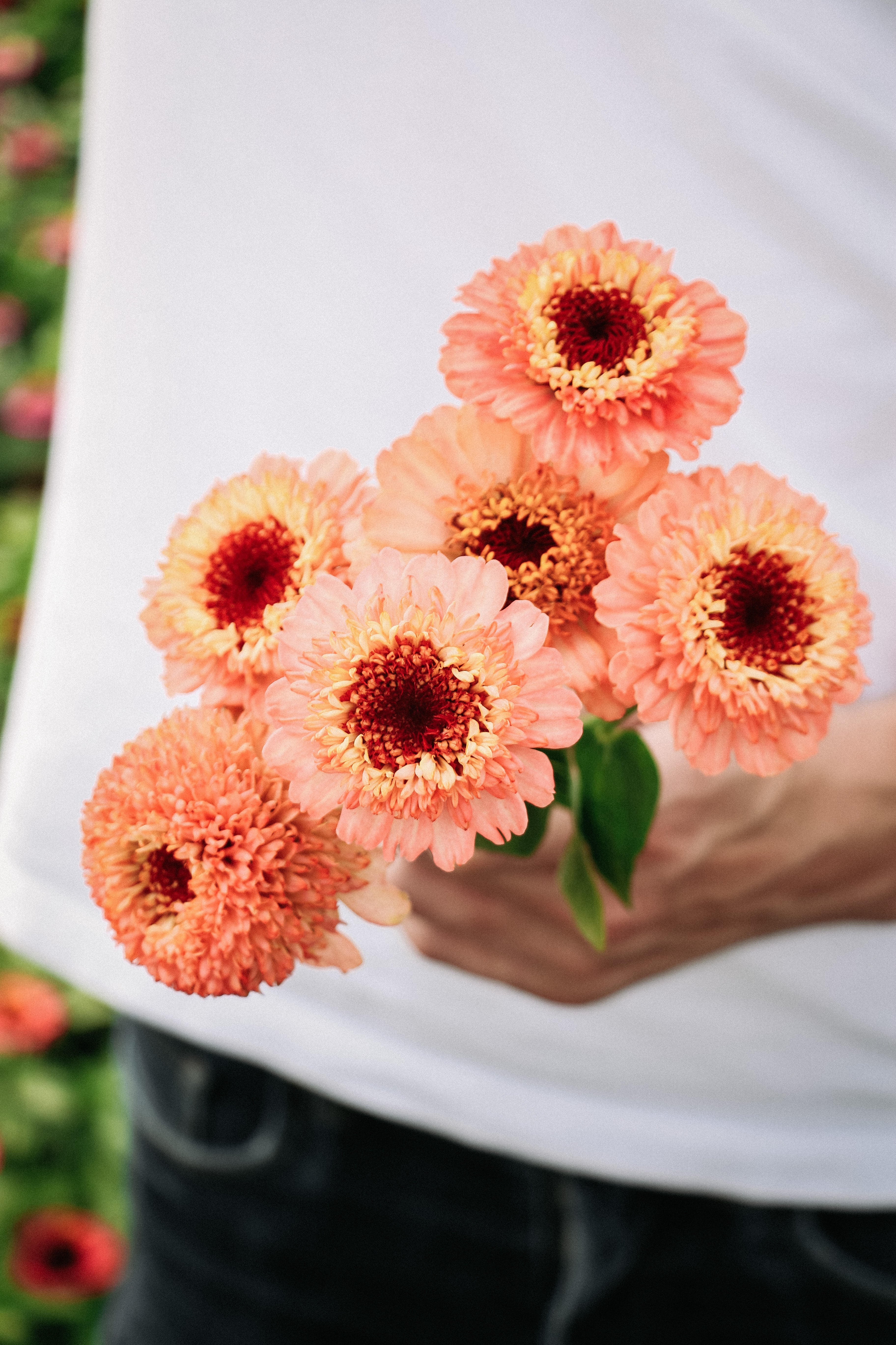 Zinnia elegans &