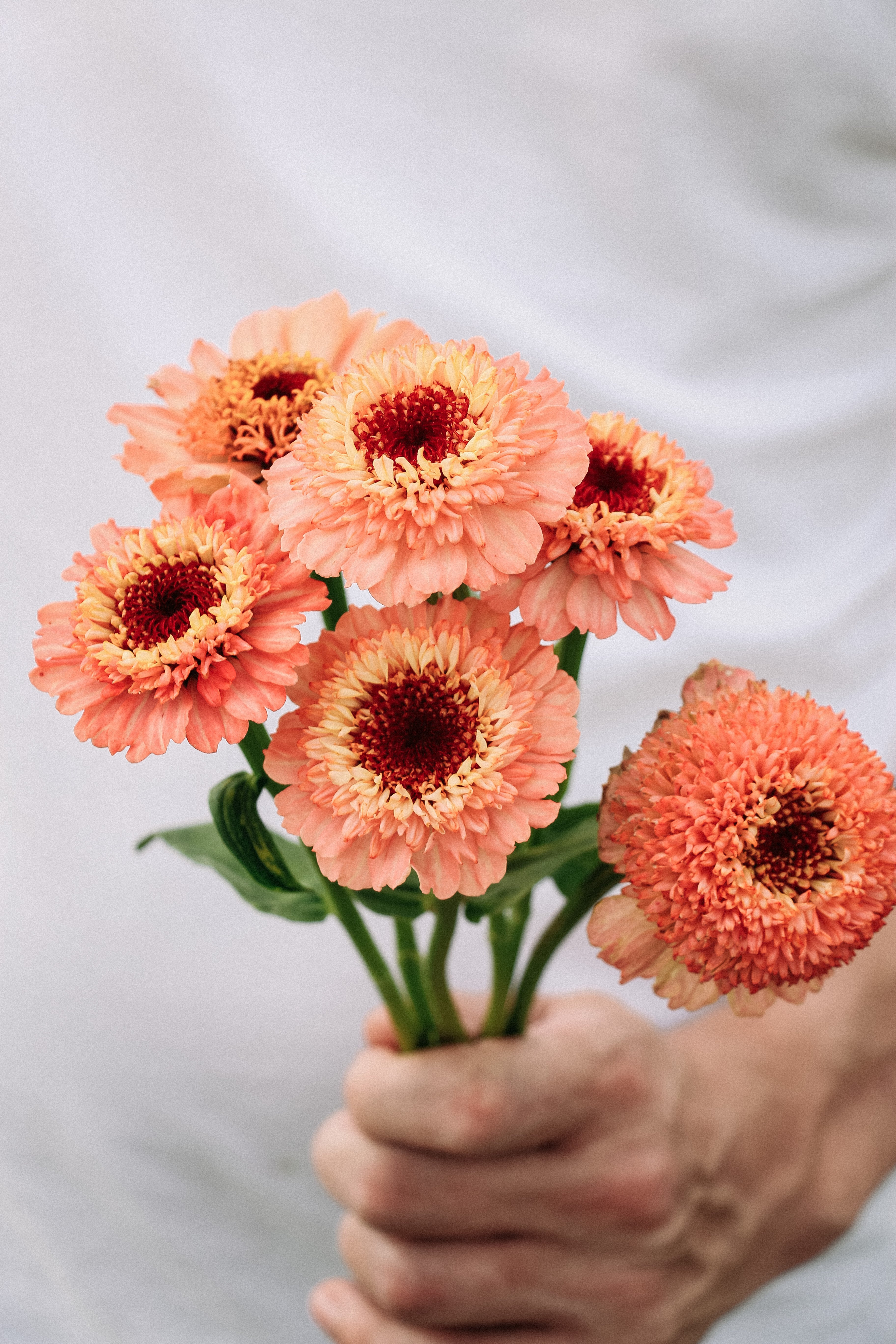 Zinnia elegans &