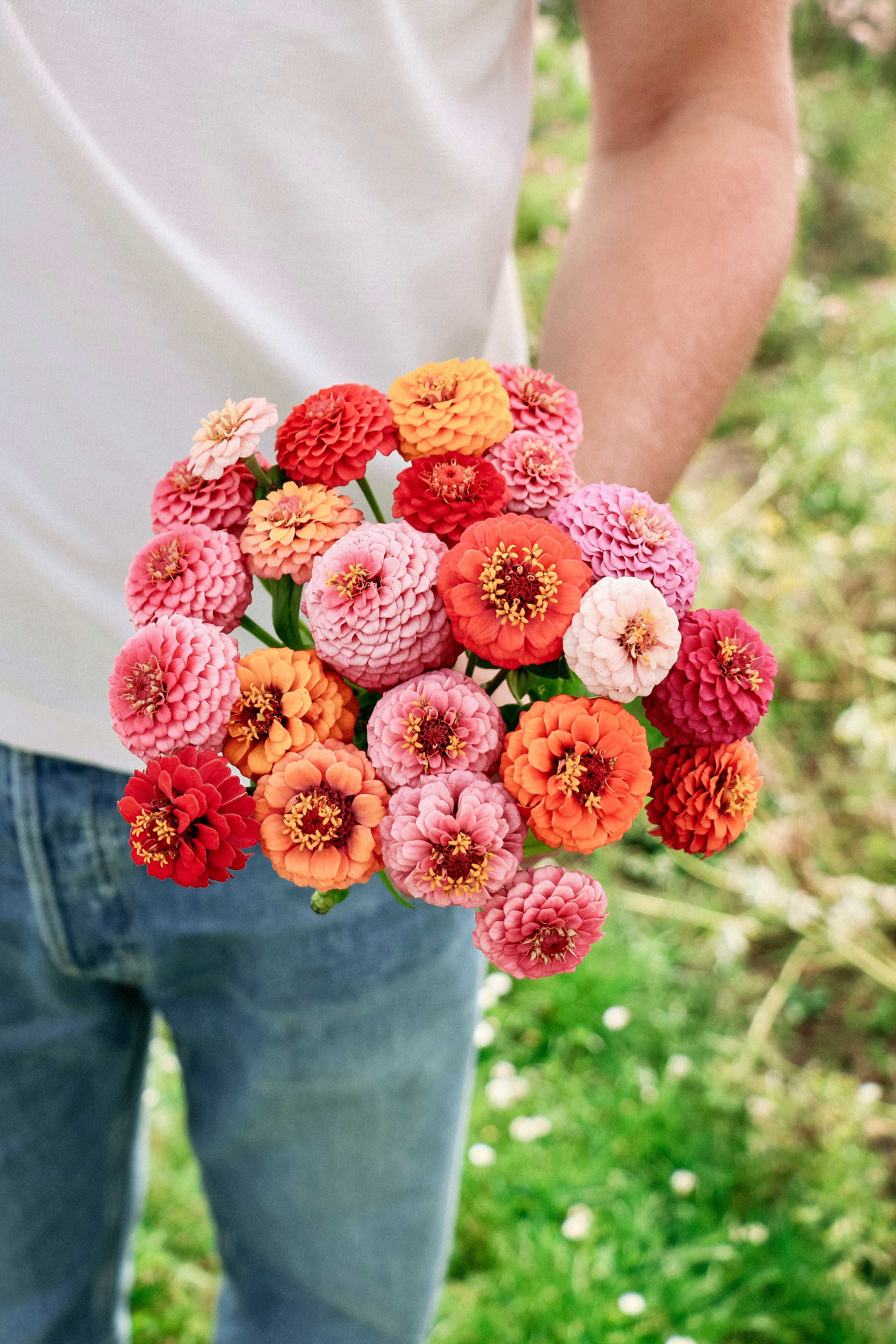 Zinnia elegans 'Lilliput Choice Mixed'-Angelo