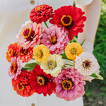 Zinnia elegans 'Carroussel'-Angelo