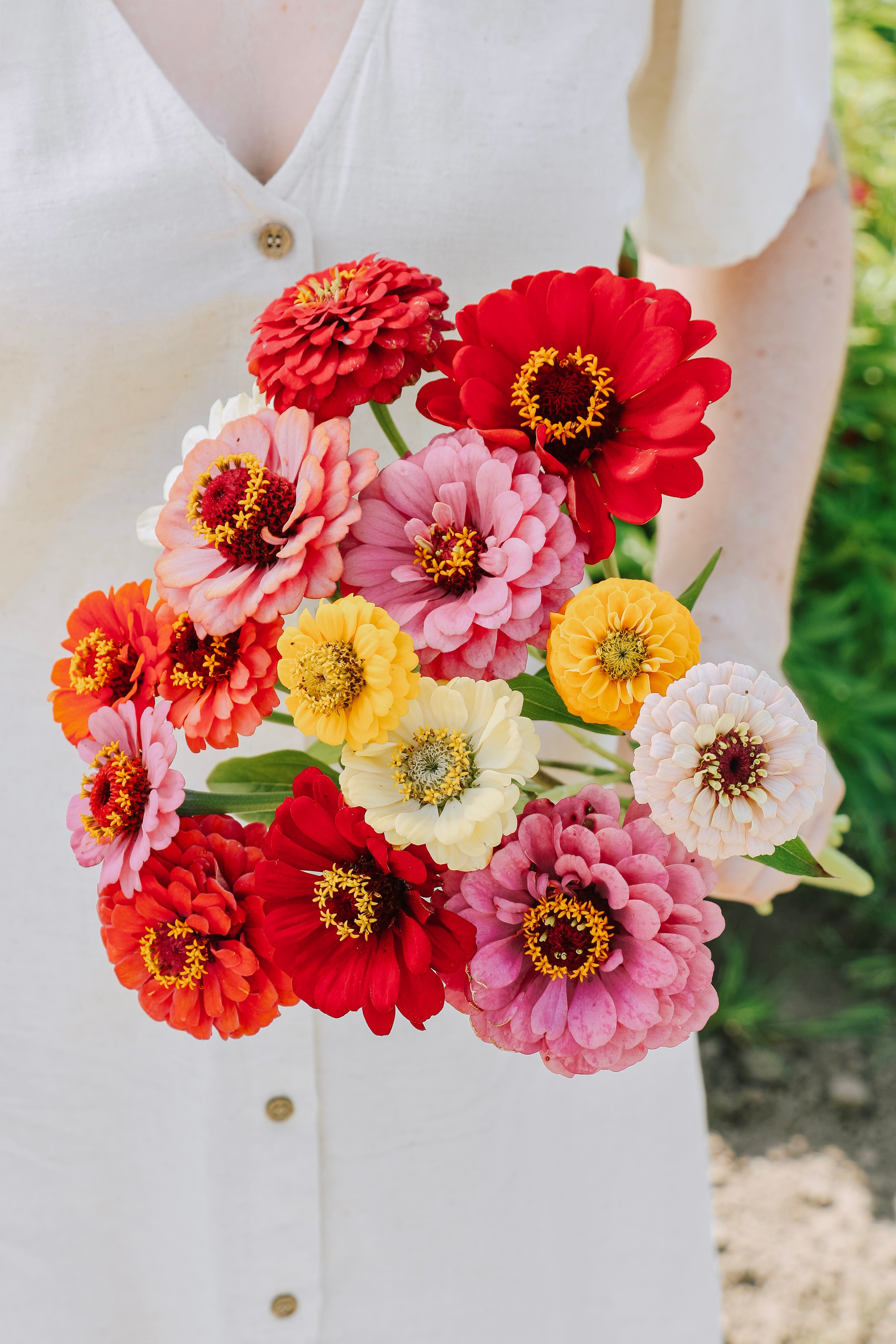 Zinnia elegans 'Carroussel'-Angelo