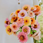 Zinnia elegans 'Cresto! Peaches & Cream'-Angelo